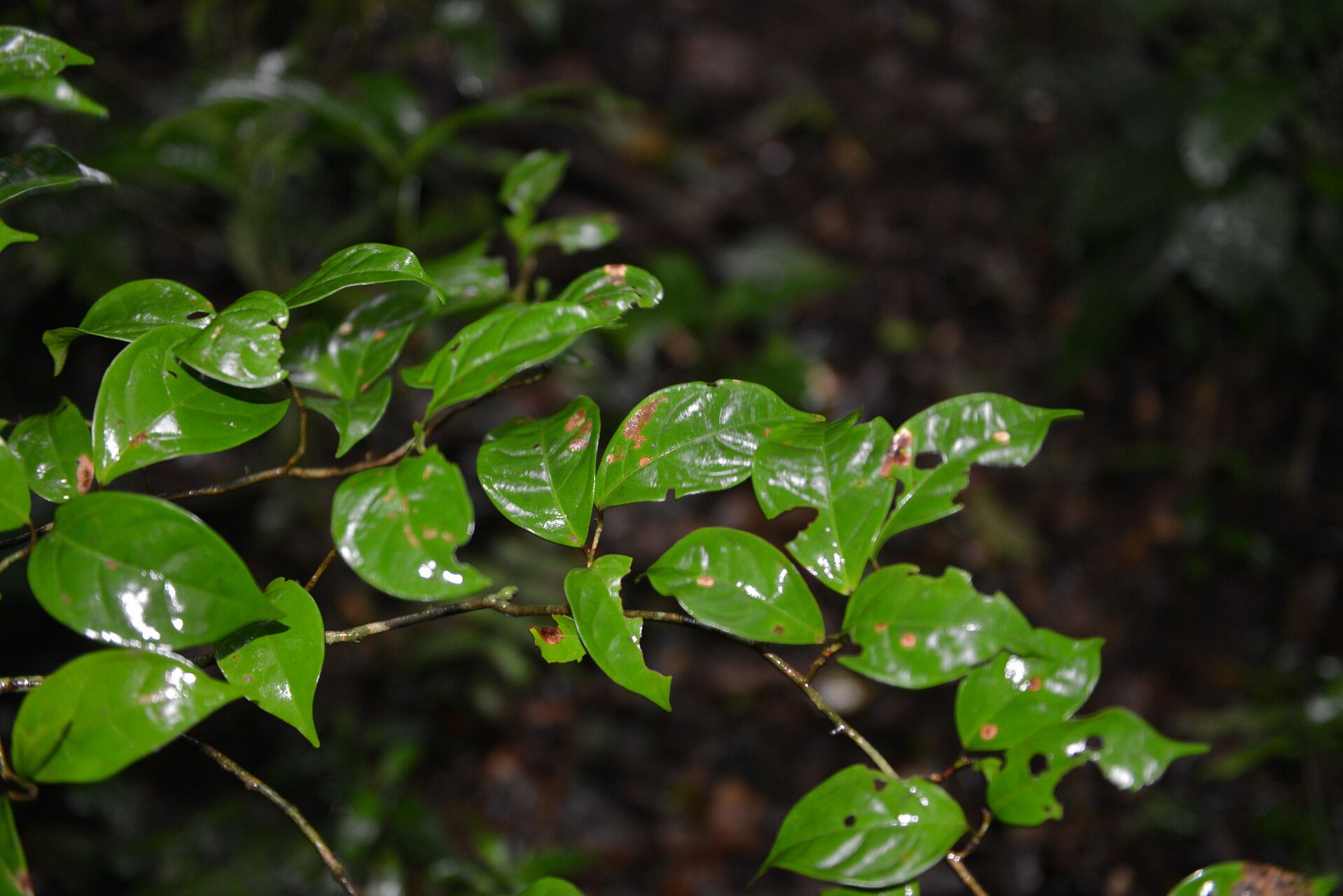 Coccoloba liportizii flower