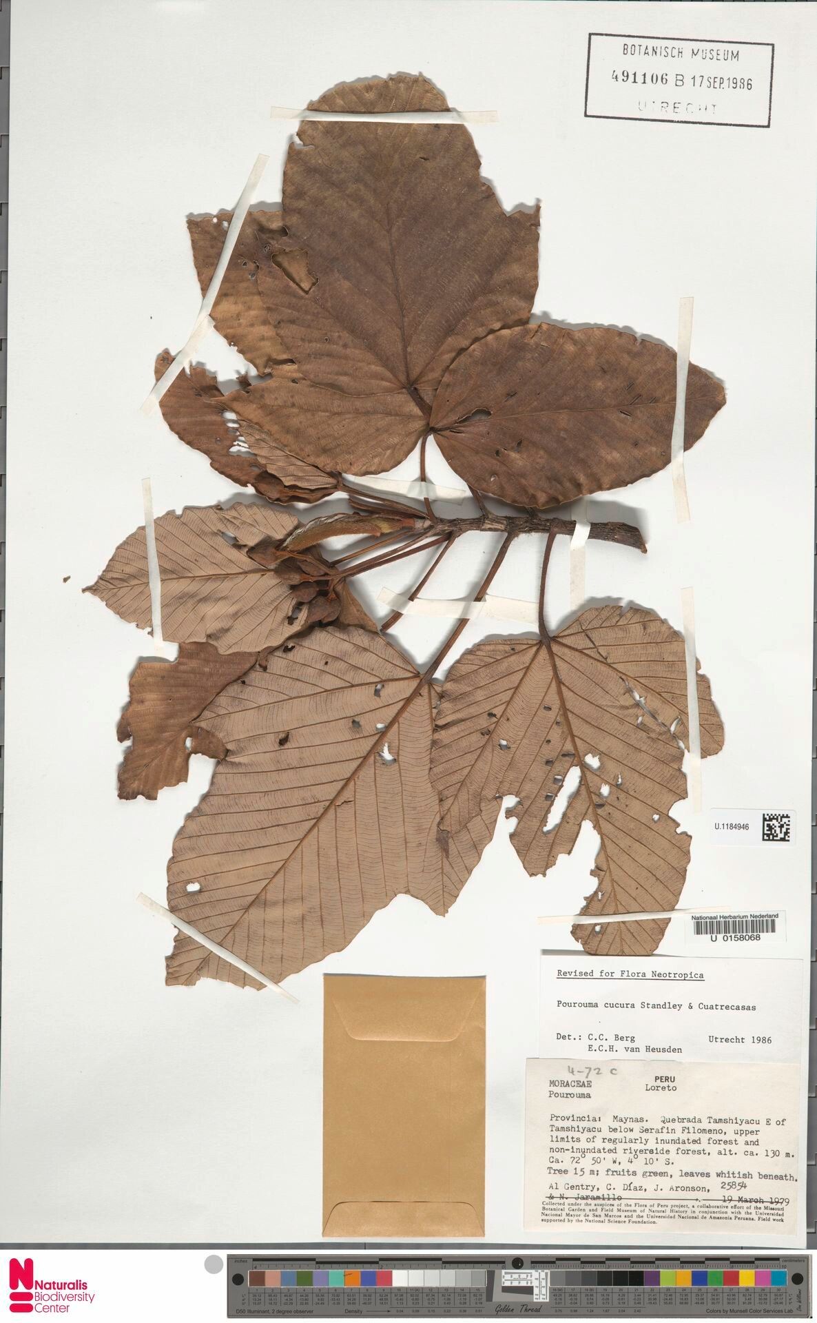 Pourouma cucura — related species from the same genus