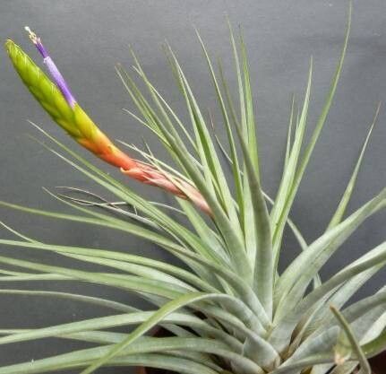 Tillandsia zoquensis — houseplant care guide