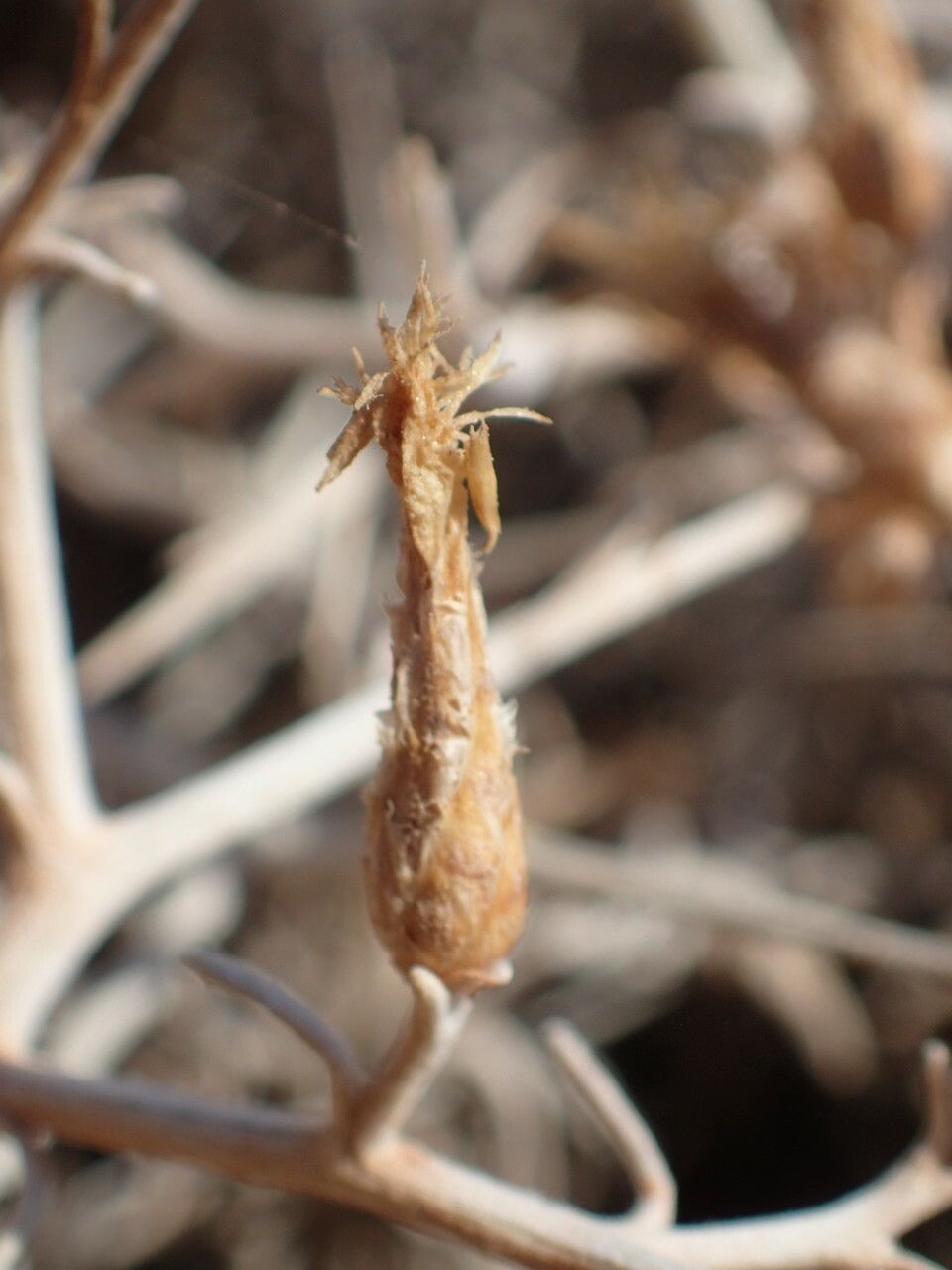 Centaurea spinosa fruit