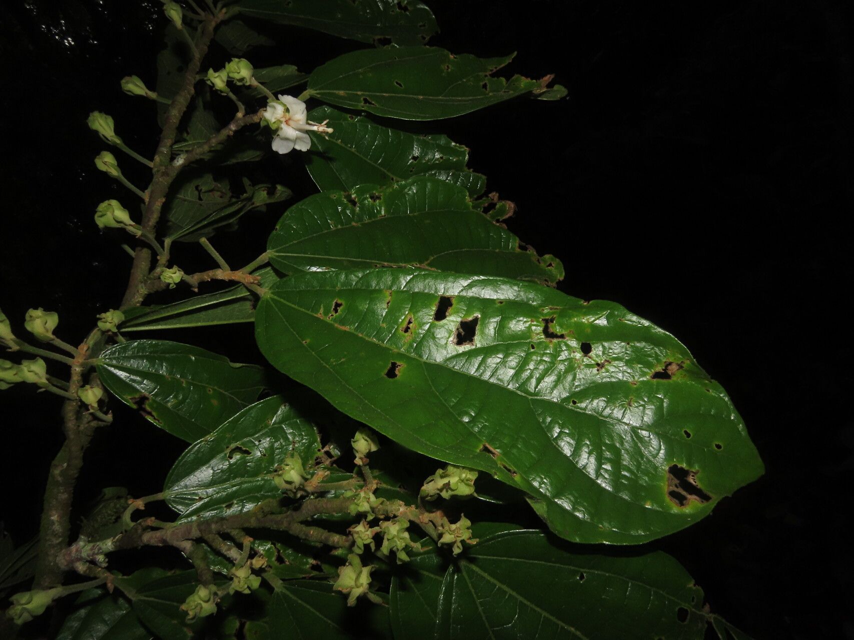 Matisia bracteolosa — related species from the same genus