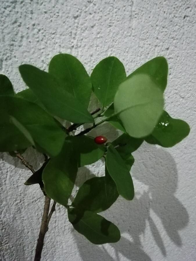 Erythroxylum suberosum fruit