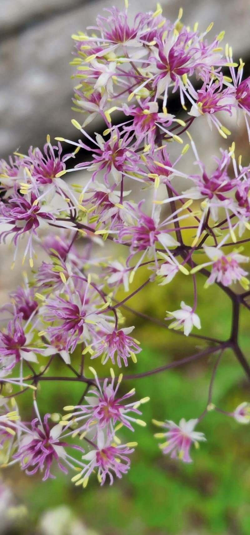 Thalictrum dasycarpum flower