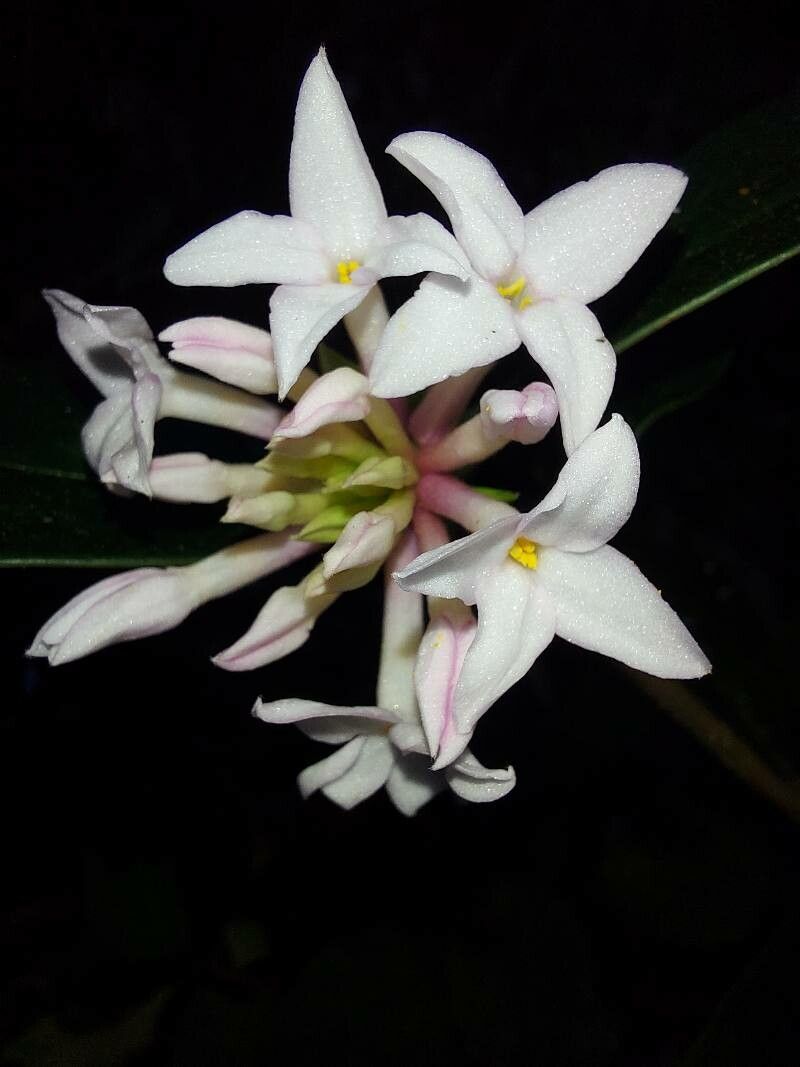 Daphne sureil — search result for 'Daphne'