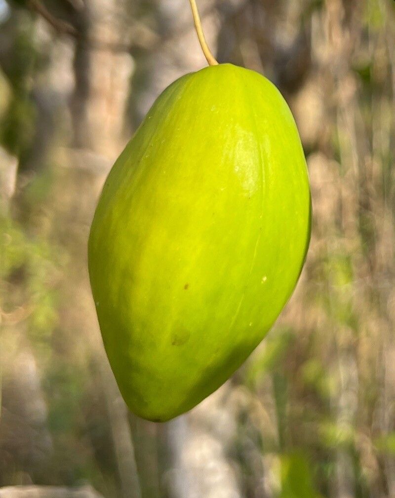 Vincetoxicum biglandulosum fruit