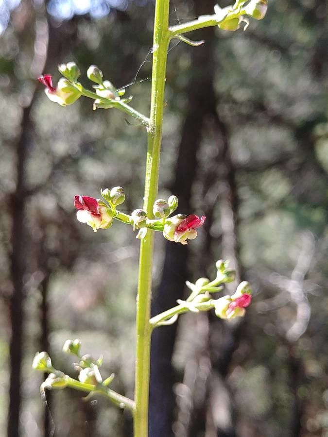 Scrophularia laciniata — houseplant care guide