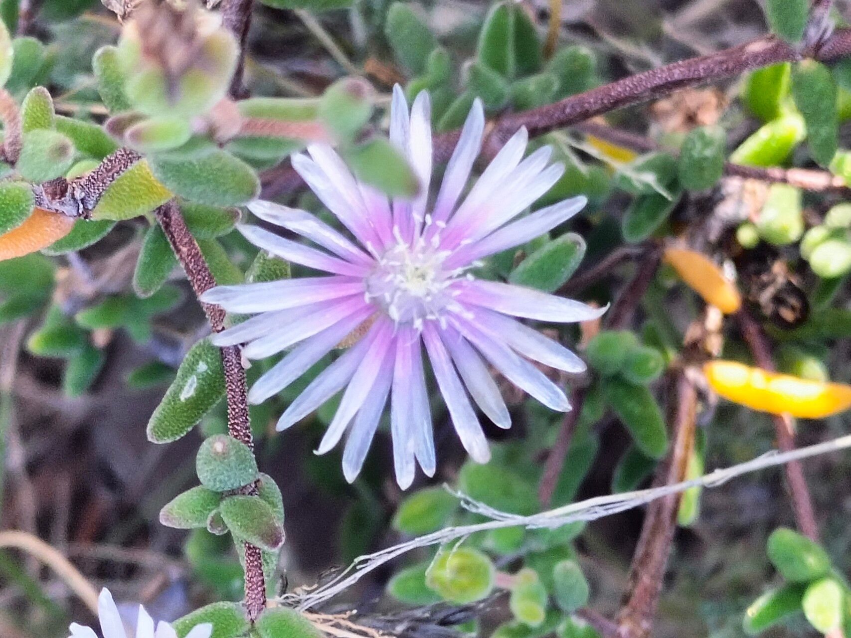 Drosanthemum lique flower