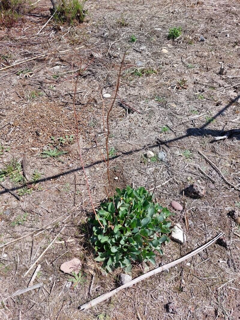 Limonium dufourii habit