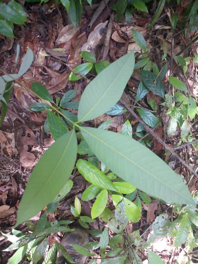 Hevea guianensis leaf