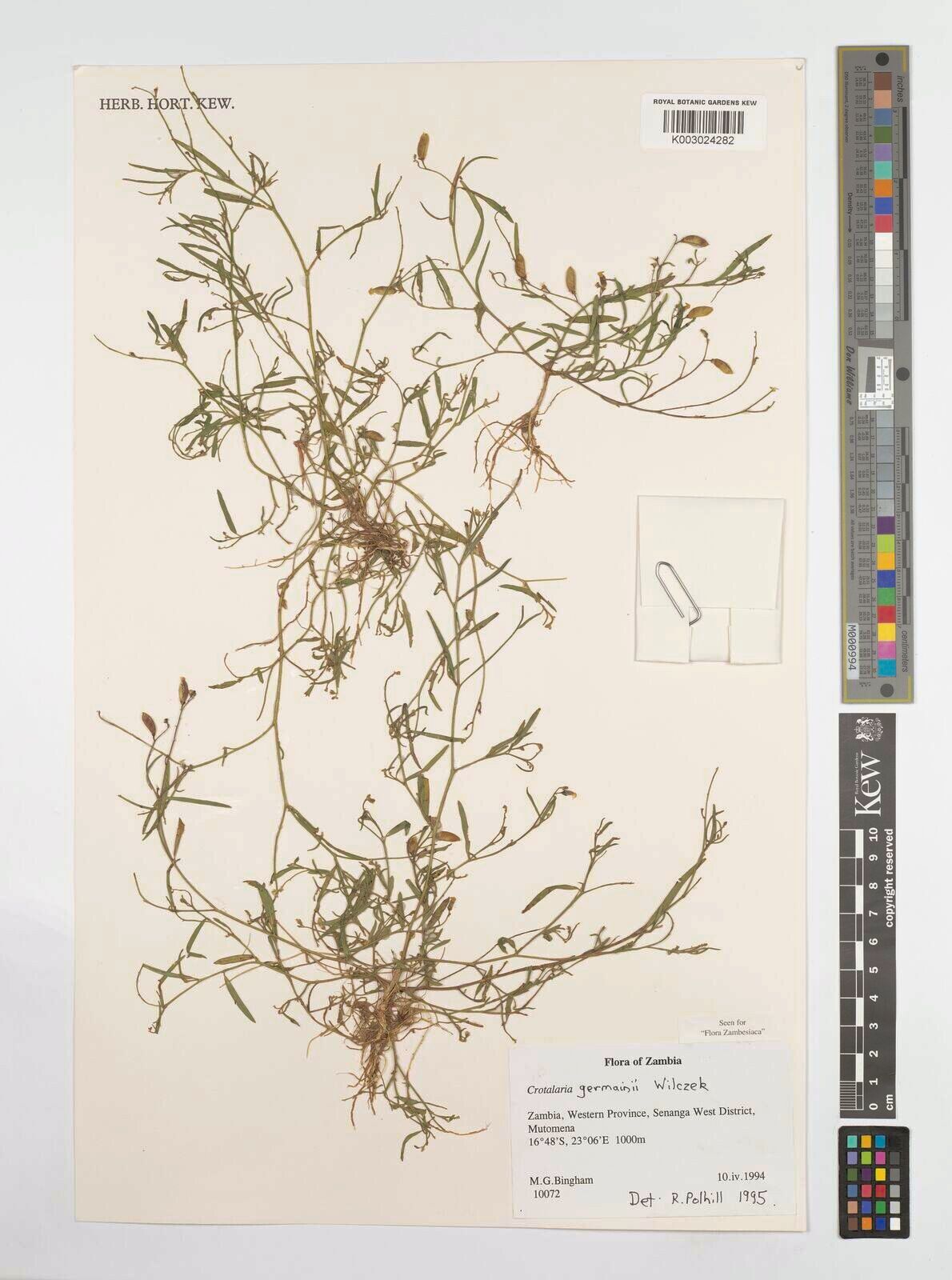 Crotalaria germainii — houseplant care guide