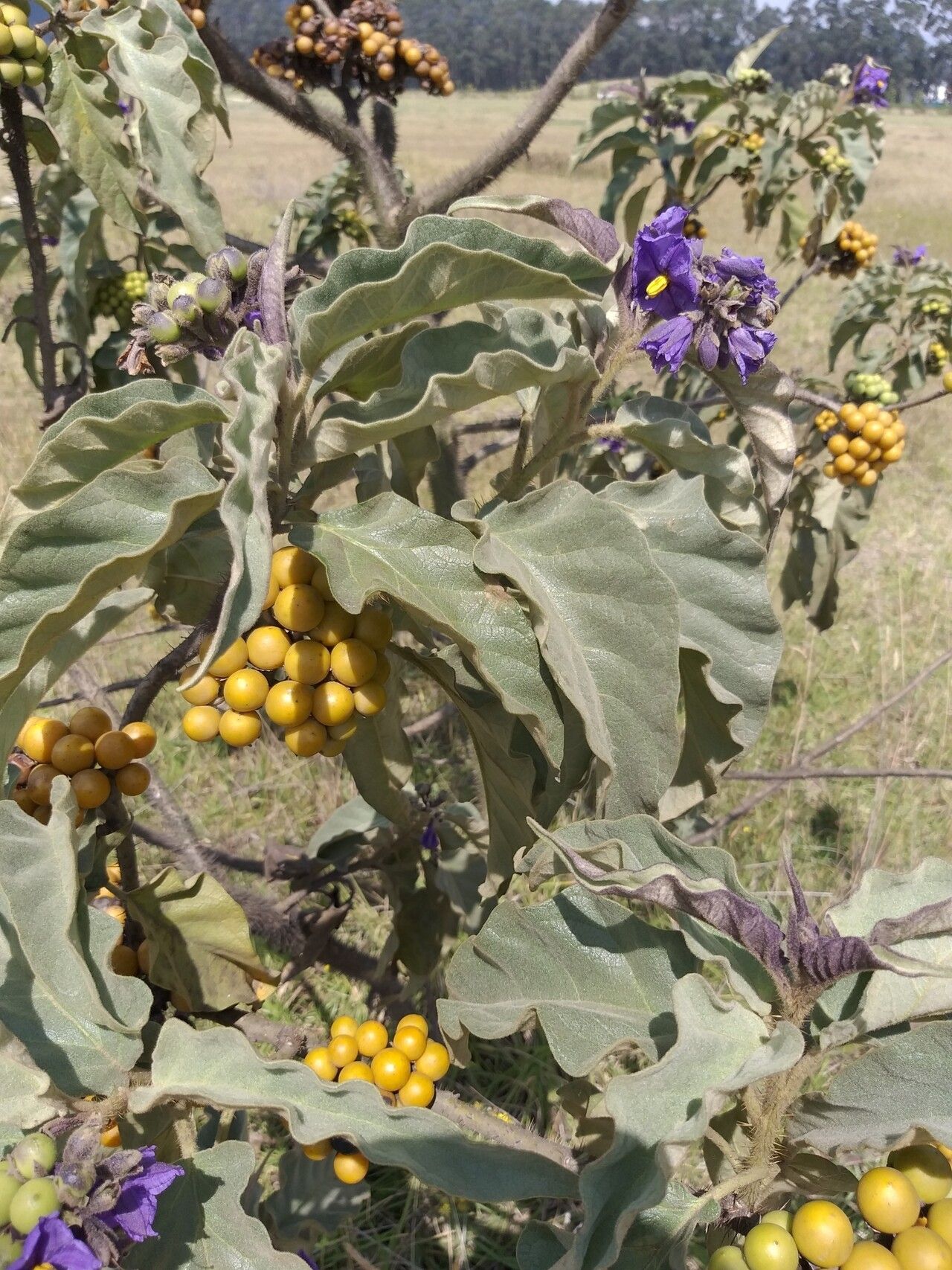 Solanum crinitipes — houseplant care guide