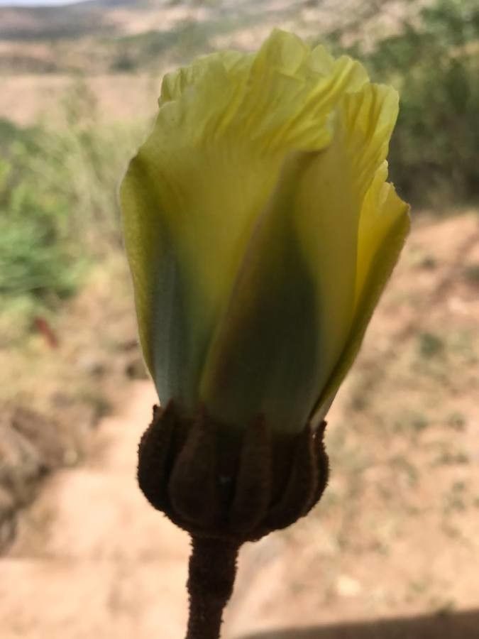 Thespesia garckeana flower