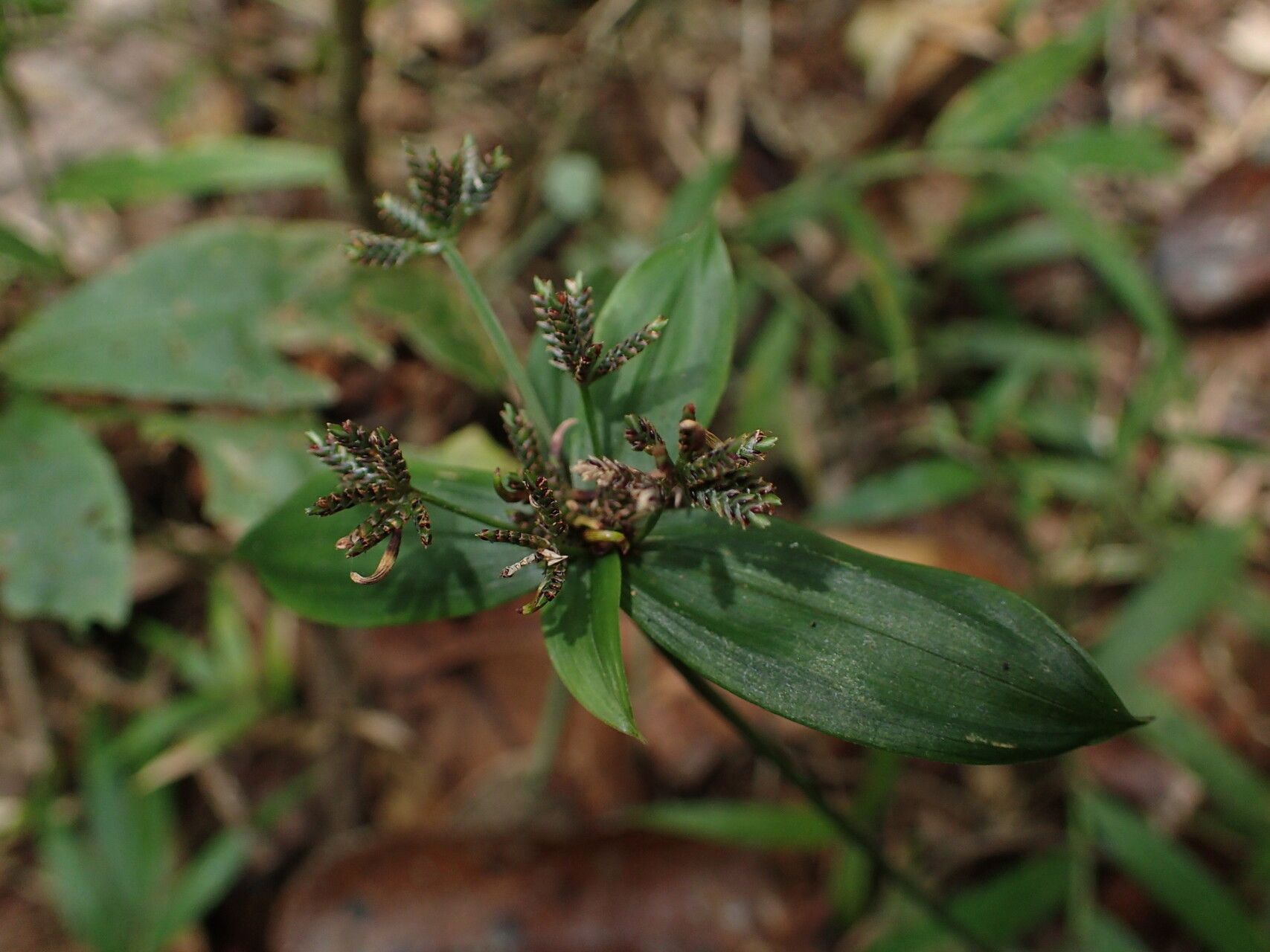 Cyperus sciaphilus flower