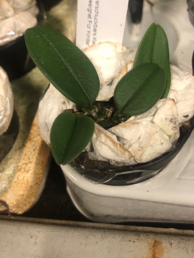 Bulbophyllum frostii — search result for 'Bulbophyllum'