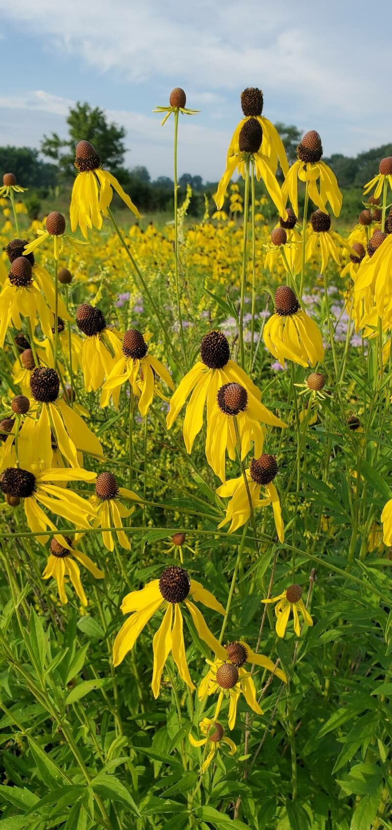 Ratibida pinnata flower