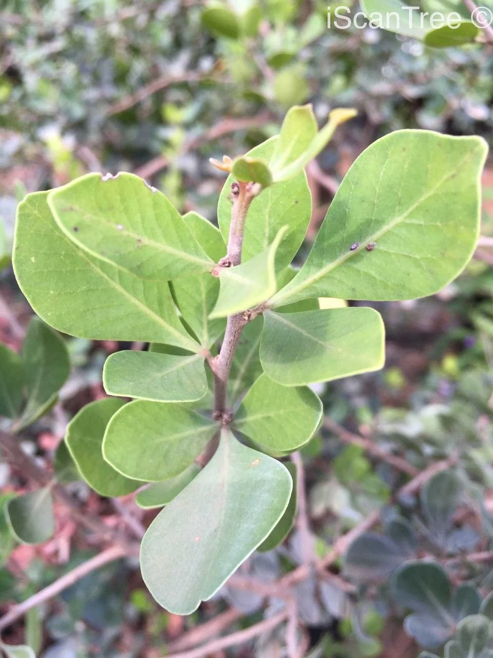 Maytenus albata — related species from the same genus