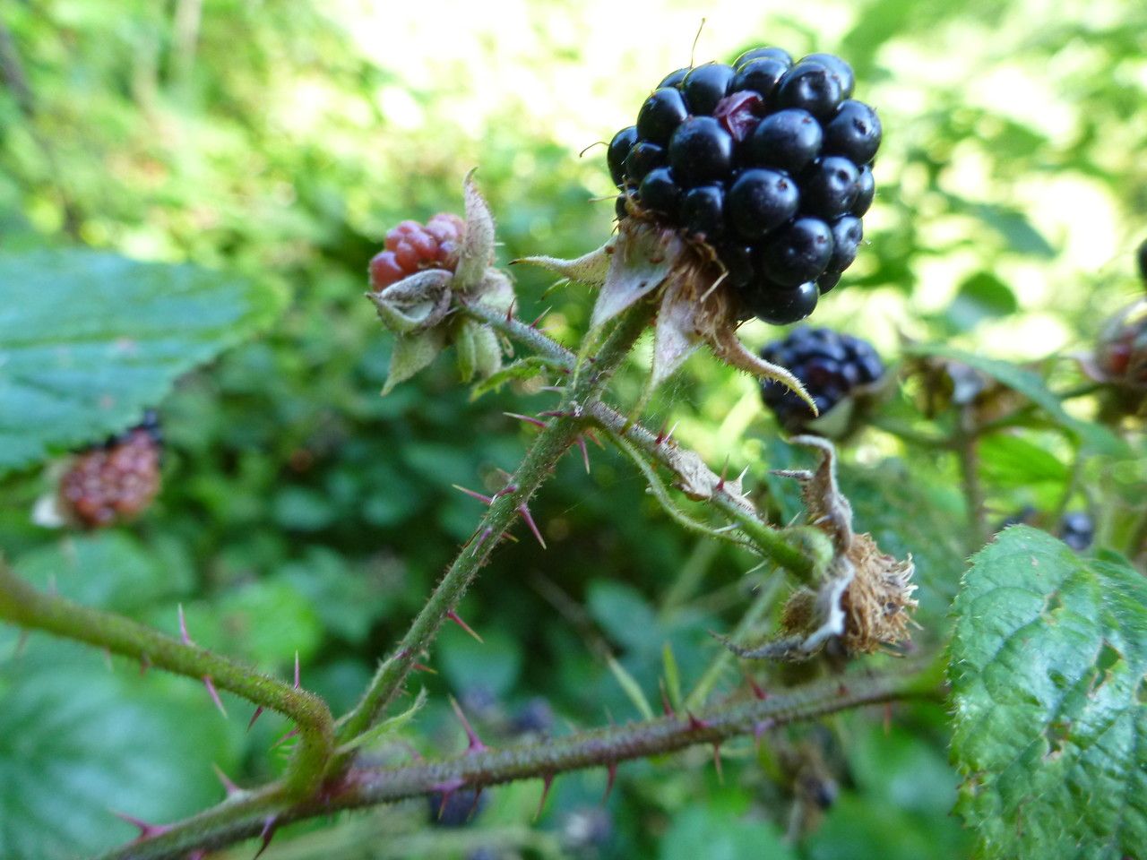 Rubus subcordatus fruit