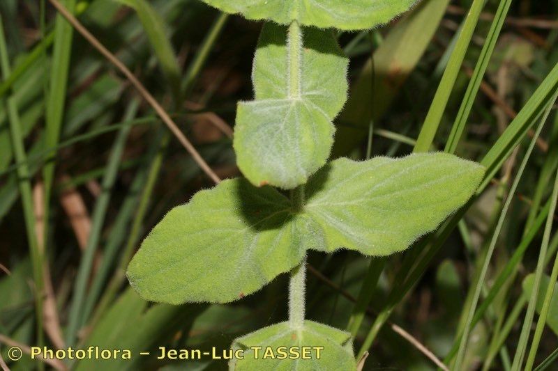 Hypericum caprifolium other