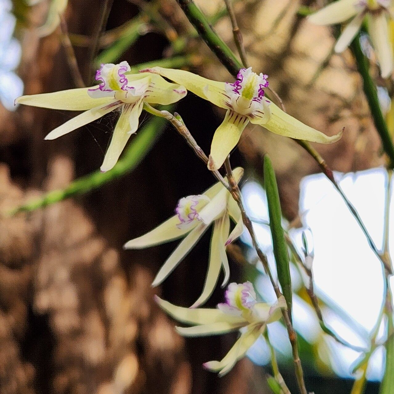 Dendrobium schoeninum flower