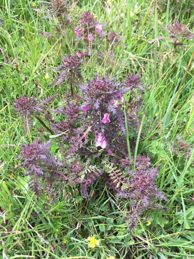 Pedicularis palustris — search result for 'Orobanchaceae'