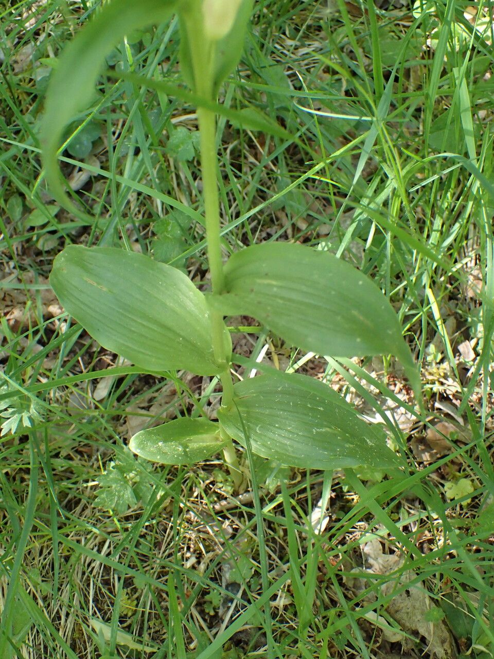 Cephalanthera damasonium leaf