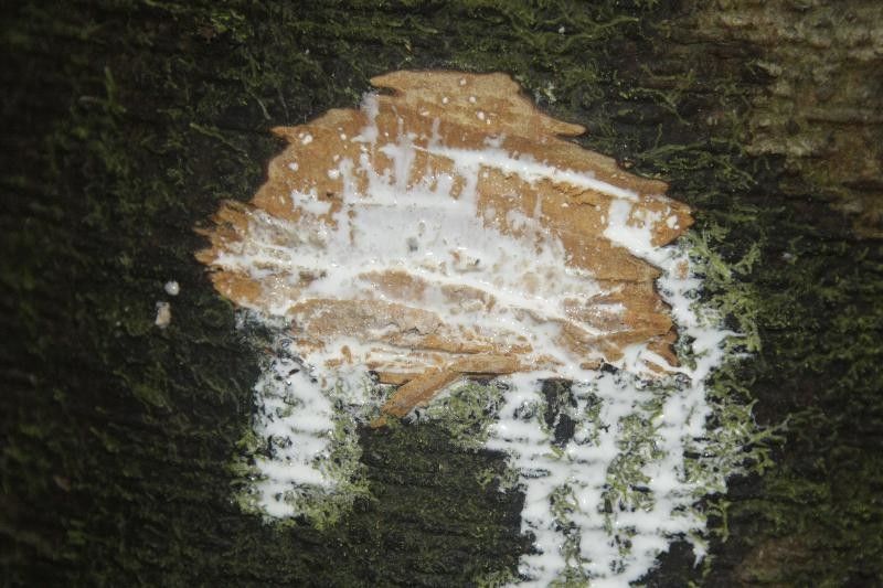 Brosimum parinarioides other