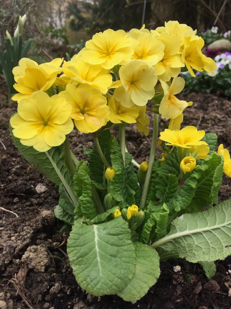 Primula petiolaris — search result for 'Primula'
