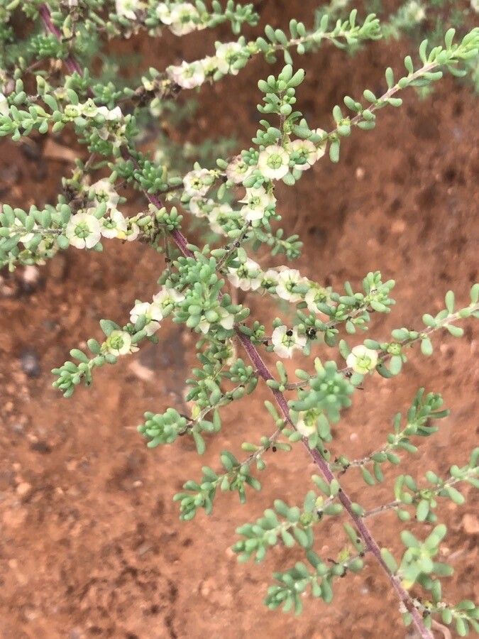 Maireana brevifolia — search result for 'Chenopodiaceae'