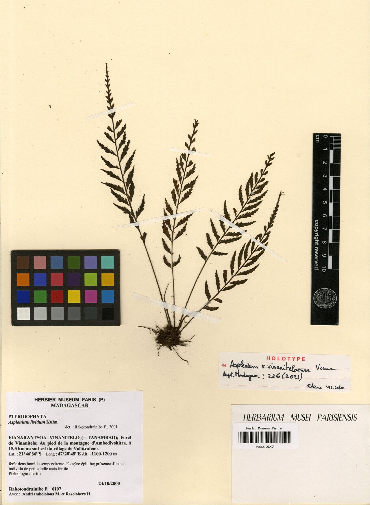 Asplenium × vinaniteloense — houseplant care guide