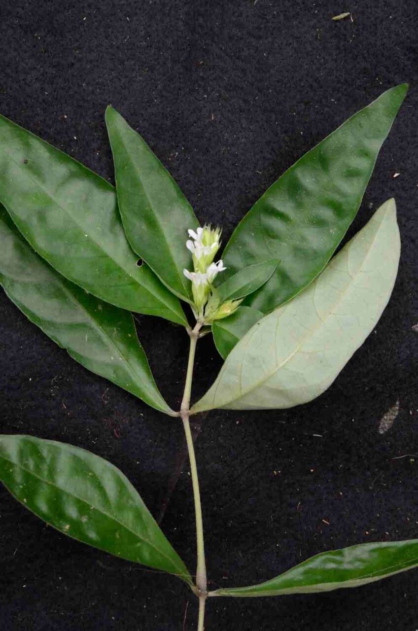 Staurogyne alba flower
