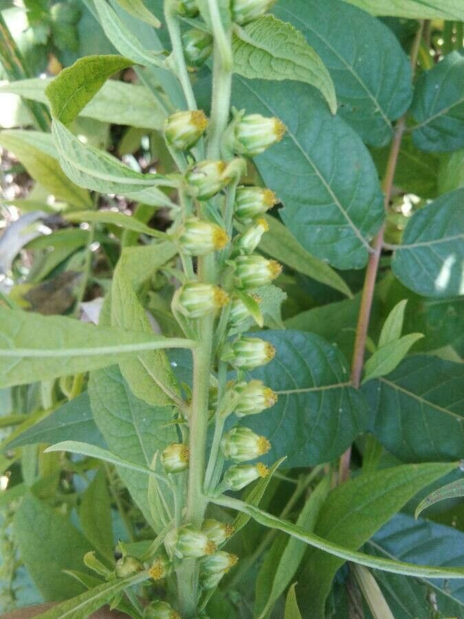 Carpesium abrotanoides leaf