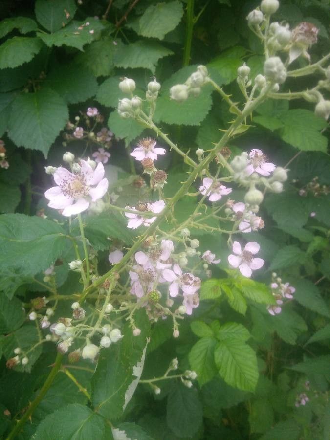 Rubus sulcatus flower