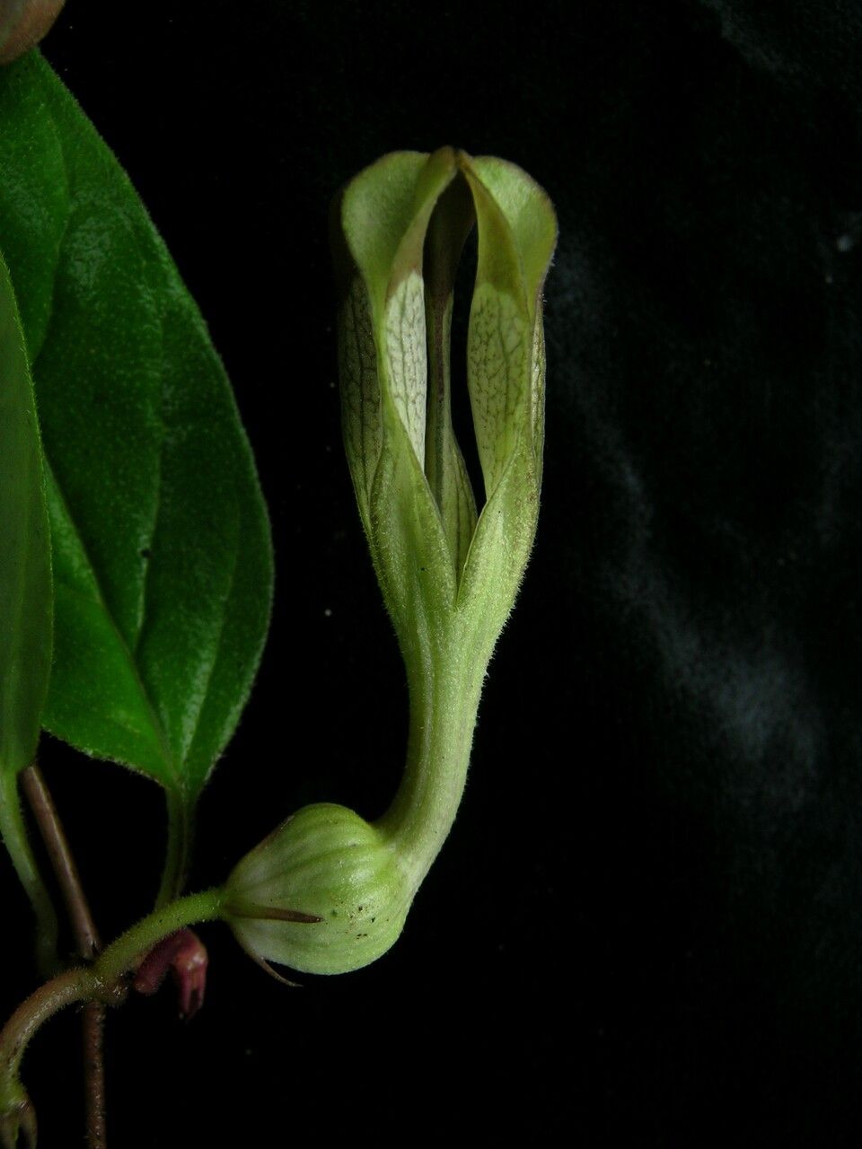 Ceropegia macrantha flower