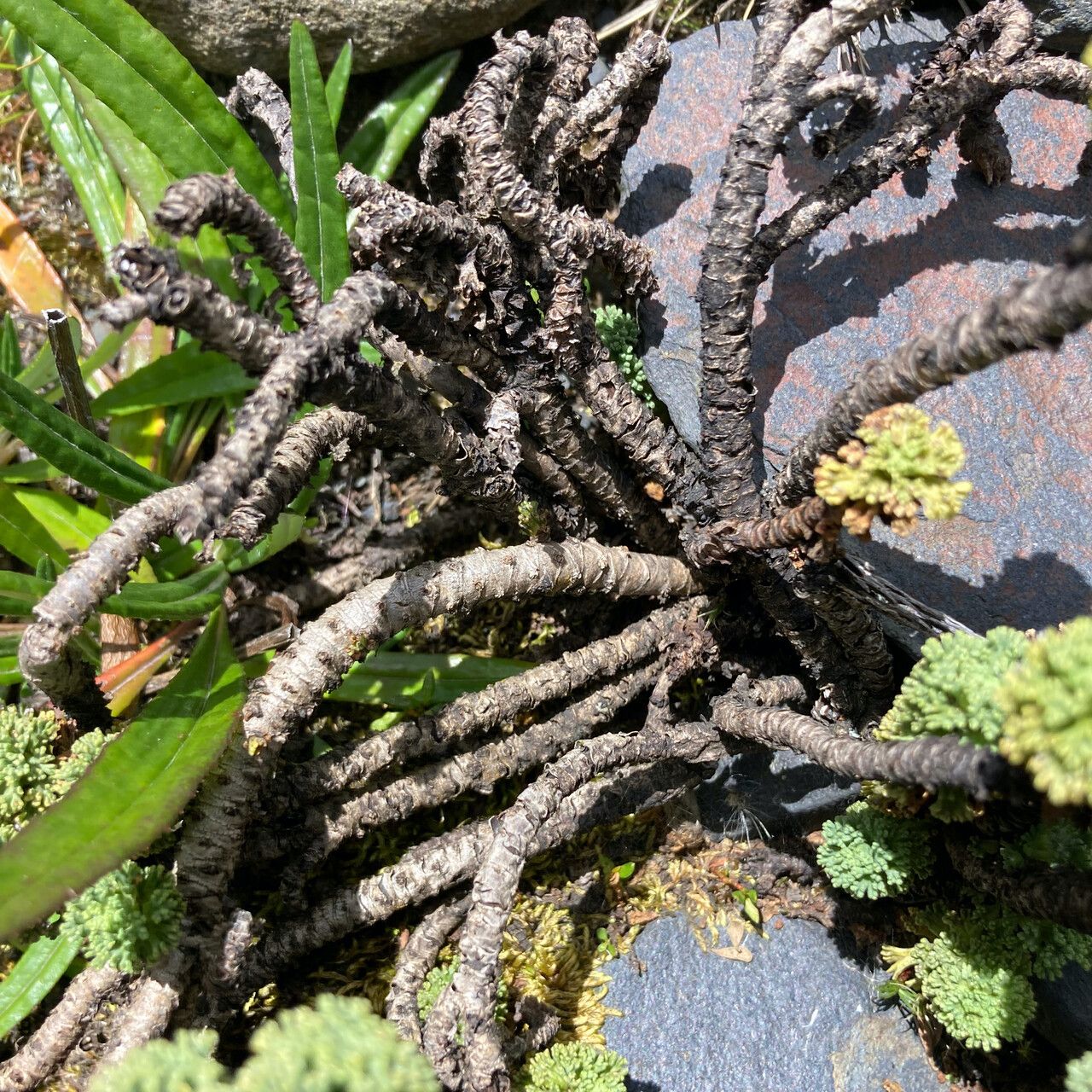 Werneria dactylophylla bark