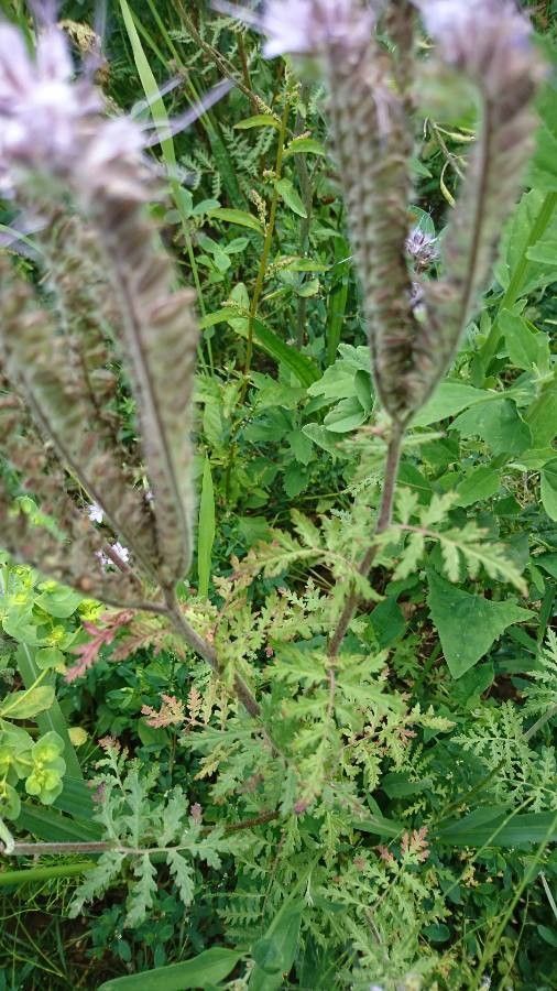 Phacelia cicutaria leaf
