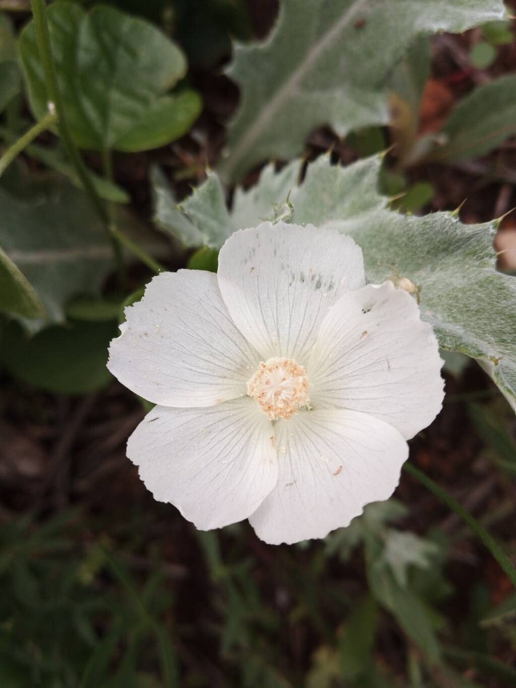 Callirhoe alcaeoides flower