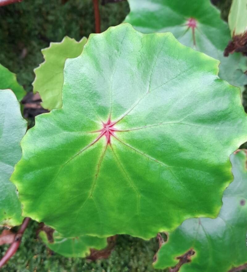 Begonia vermeulenii — houseplant care guide