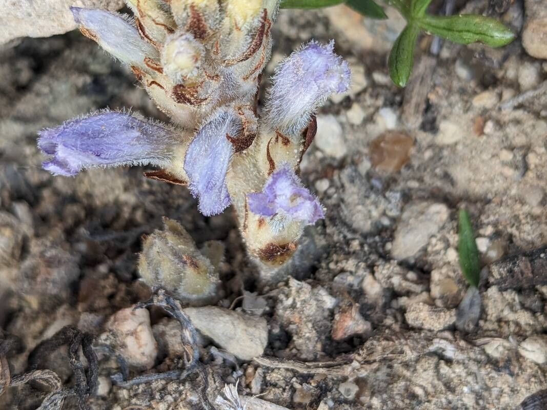 Phelipanche camphorosmae flower