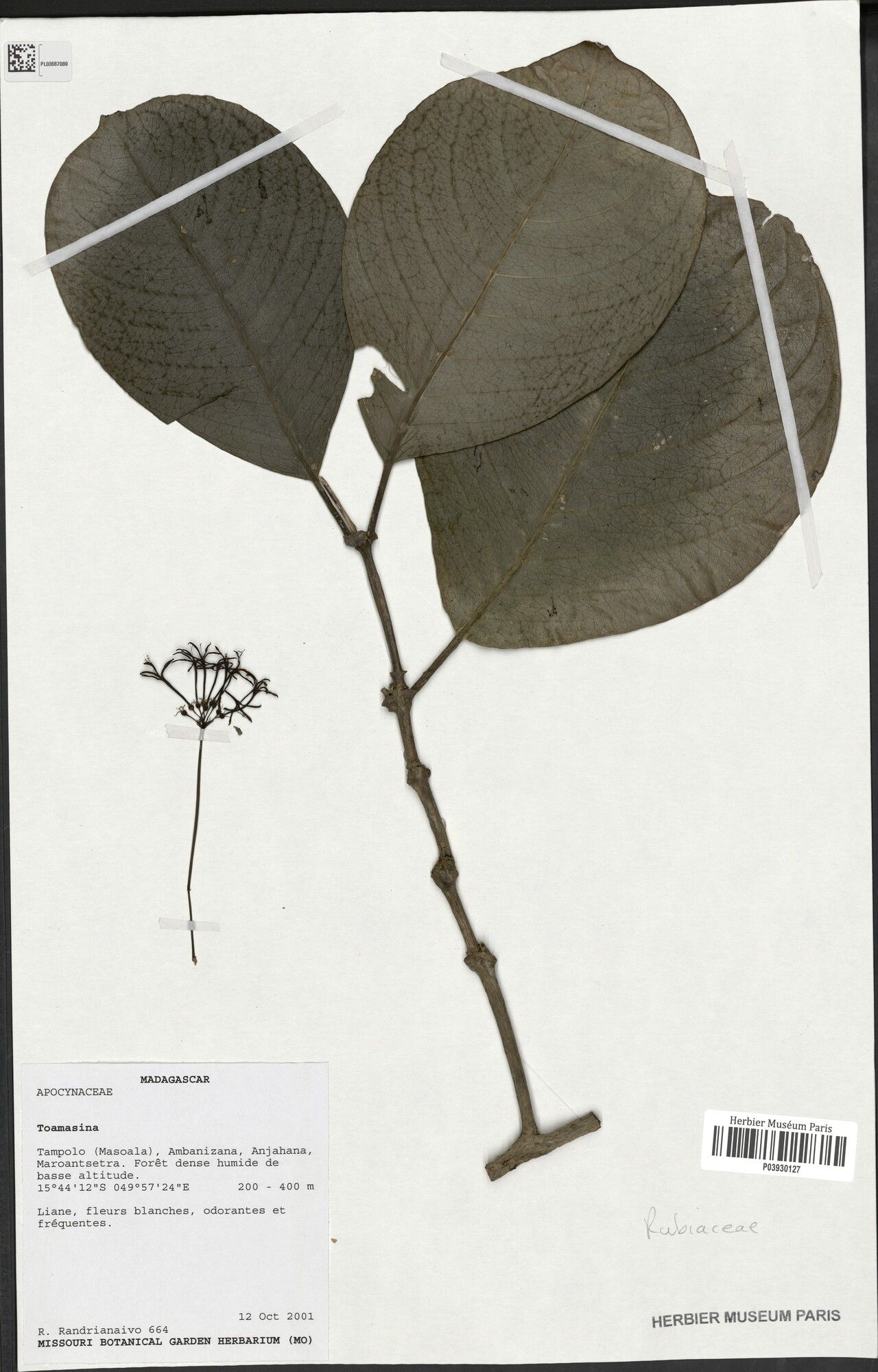 Danais randrianaivoi — houseplant care guide