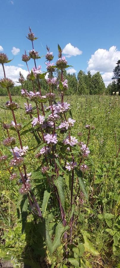 Phlomis tuberosa flower