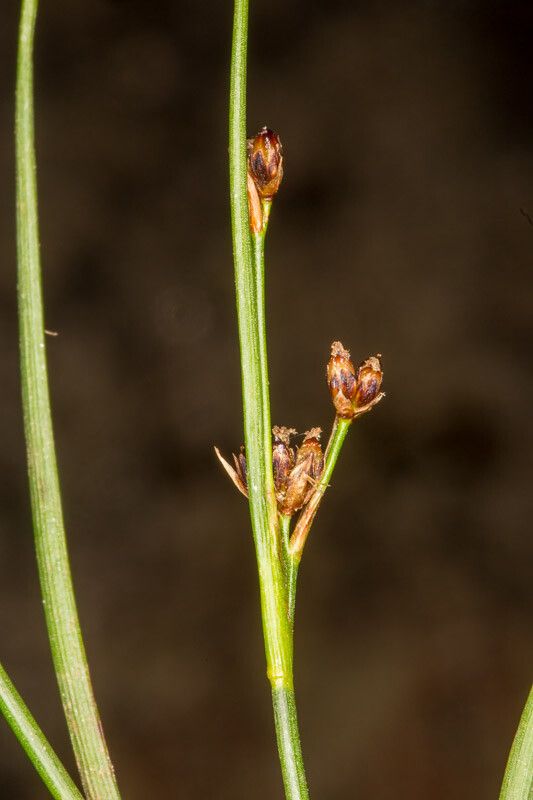 Juncus alpinoarticulatus fruit