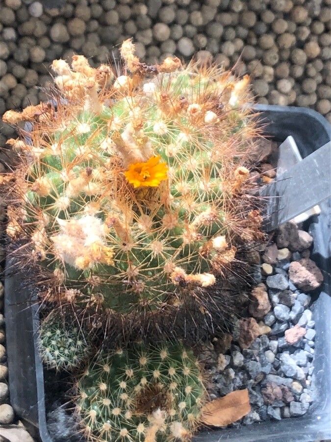 Parodia comarapana — search result for 'Parodia'