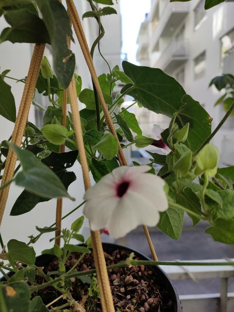 Ipomoea squamosa — search result for 'Ipomoea'