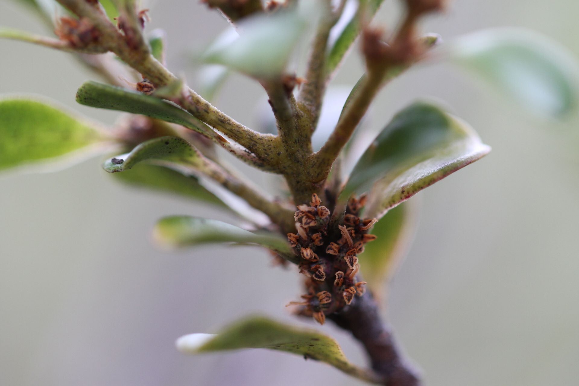 Myrsine diminuta fruit