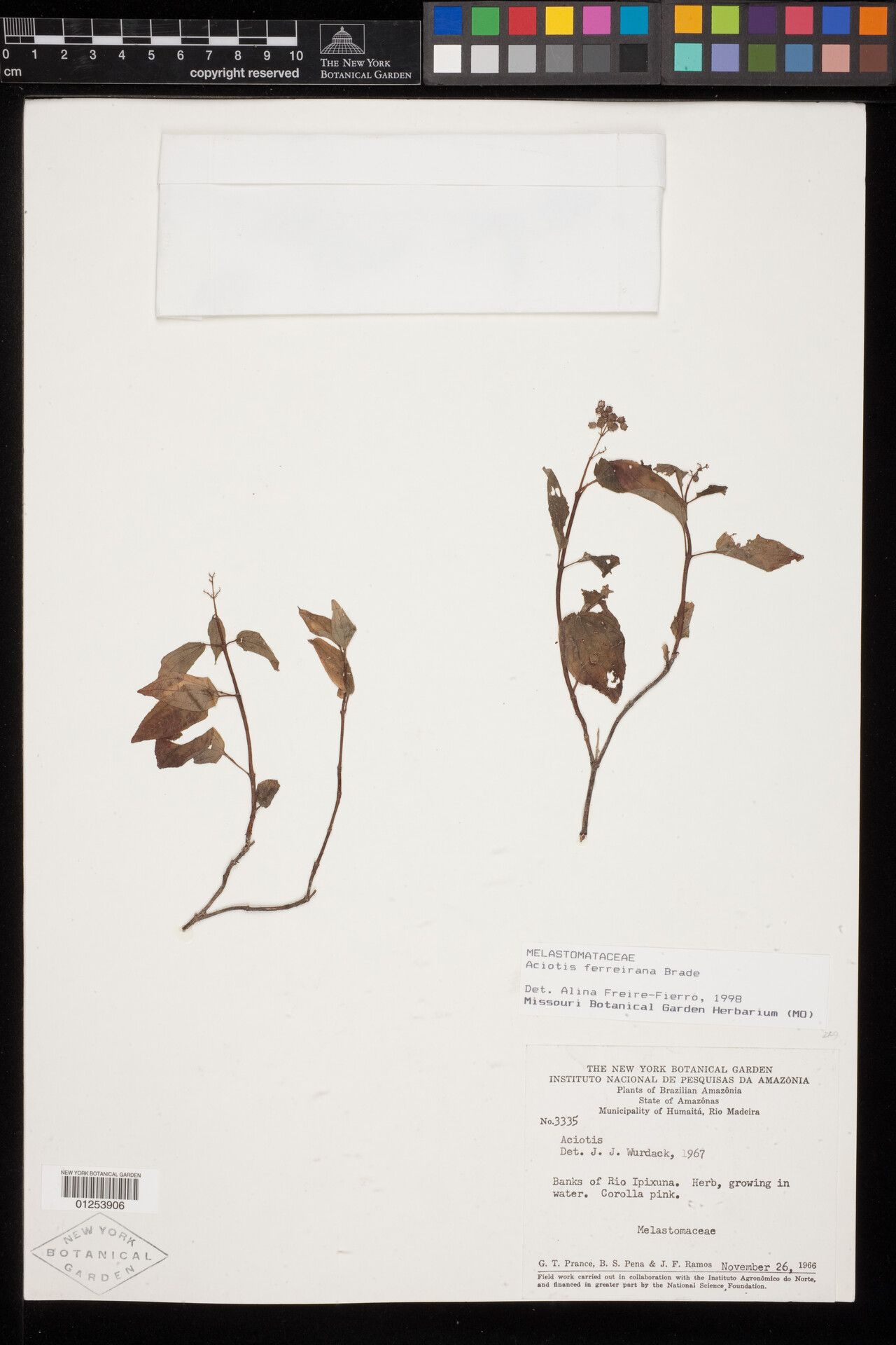 Aciotis ferreirana — related species from the same genus