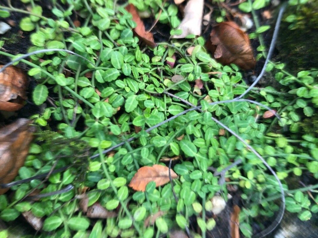 Euonymus nanus — search result for 'Euonymus'