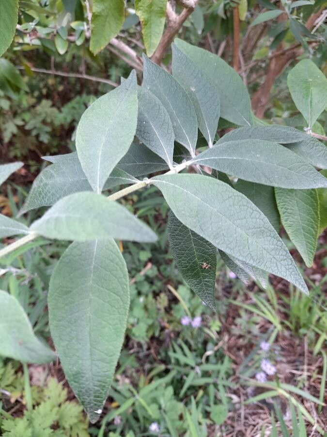 Buddleja x weyeriana — search result for 'Buddleja'