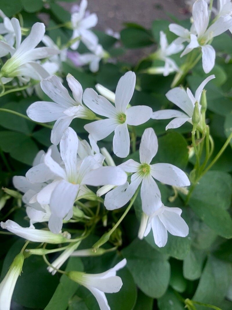 Oxalis incarnata flower