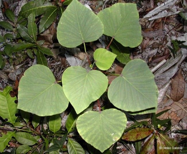 Homalanthus schlechteri — houseplant care guide