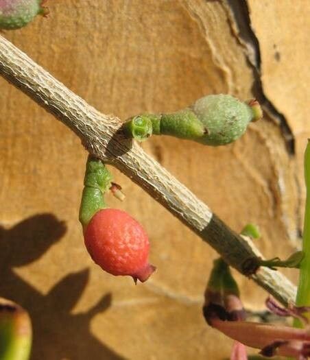 Tapinanthus dependens fruit